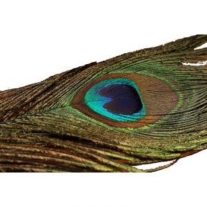 Spirit River UV2 Peacock Eyes