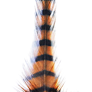 MFC Barred Saddle Hackle Burnt Orange/Black