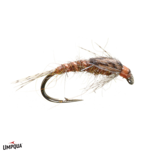 Hunchback Infrequens Burk's Fly 18