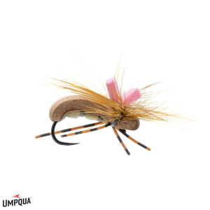 Image of Seed Beetle Feller Fly Brown 12