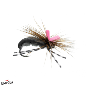 Image of Seed Beetle Feller Fly Black 10