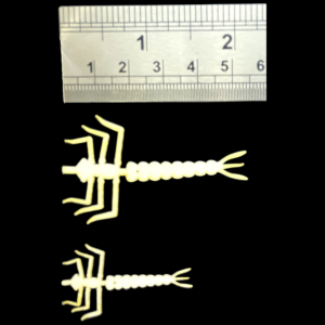 Image of Semperfli ABC Damsel Nymphs 35 mm Olive