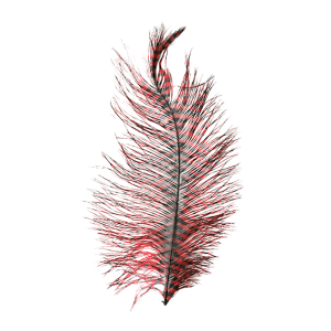 Image of MFC Barred Ostrich Plume Red Black