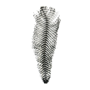 Image of MFC Barred Ostrich Plume White Black