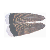 Wapsi Mottled White Tipped Turkey Tail - Grade #1