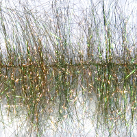 MFC Sparkle Minnow Brush Body Rusty Olive