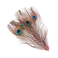 Wapsi Peacock Eye Feathers Natural