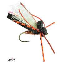Flat Head Cicada Fly 10