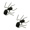 Umpqua Ant Misbehavin Black 2 Pack 12