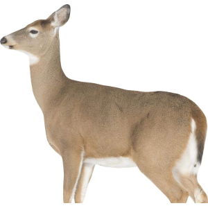 United States Association of Gun Owners Montana Decoy Co Dreamy Doe Decoy - $65.17 at United States Association of Gun Owners