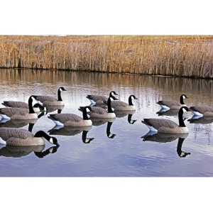 DOA Rogue Series Floater Canada Goose Decoy 6PK