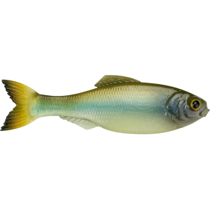 6th Sense Panorama 3.5" Jerkbait Ghost Minnow - 6Th Sense