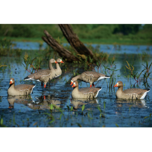 GHG Pro-Grade Specklebelly Harvester Full Body Goose Decoy 6PK