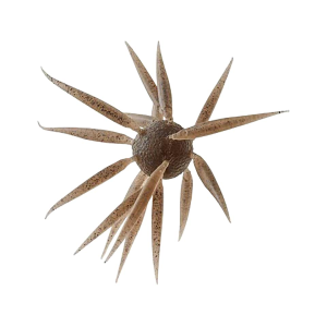 Hideup Coike Fish Elastomer Large Creature Light Green Pumpkin/Black Blue Flake