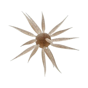 Hideup Coike Fish Elastomer Large Creature Ebi Dappi