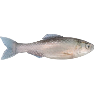 6th Sense Plump Panorama 5.0 Jerkbait Live Minnow