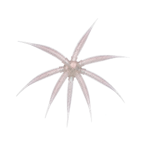 Bassmooch BassMooch Gumball 17mm Urchin Pink Pearl Pepper - $13.98 at MidwayUSA