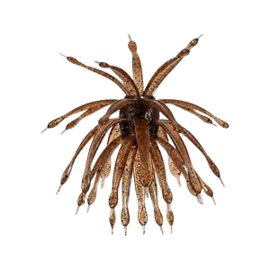 6th Sense Abstract 18mm Urchin Wakasagi
