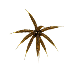 Bassmooch BassMooch Gumball 17mm Urchin Green Pumpkin - $14.99 at MidwayUSA