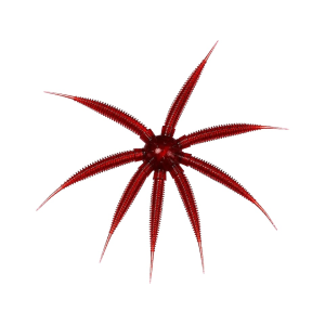 Bassmooch BassMooch Gumball 17mm Urchin Scuppernong - $14.99 at MidwayUSA