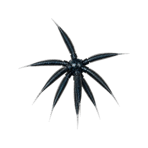 Bassmooch BassMooch Gumball 17mm Urchin Black & Blue - $14.99 at MidwayUSA