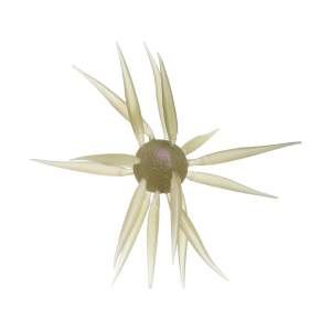 Hideup Hideup Coike Fish Elastomer Medium Urchin Clear Wakasagi - $22.49 at MidwayUSA