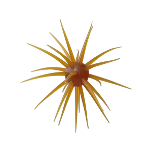 Hideup Coike Fullcast Urchin Kuririnkintoki