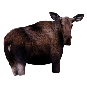 Montana Decoy Moose II Decoy - Montana Decoy