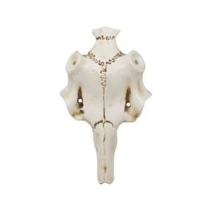 Mountain Mike's Skull Master Natural Causes Antler Mounting Kit Medium