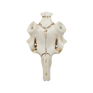 Mountain Mike's Skull Master Natural Causes Antler Mounting Kit Large - Mountain Mike's