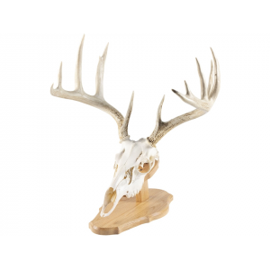 WALNUT HOLLOW COUNTRY Oak European Mount Display