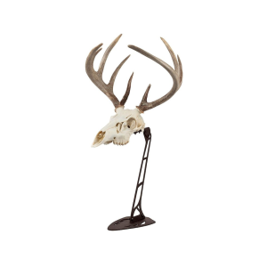 Allen EZ Mount Centerpiece European Mount Display