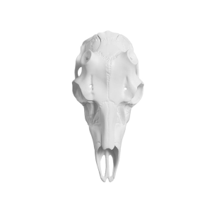 Mountain Mike's Skull Master Antler Mounting Kit Deer - Mountain Mike's