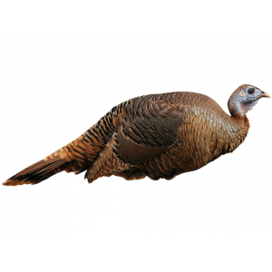 MONTANA DECOY Spring Fling Hen Turkey Decoy