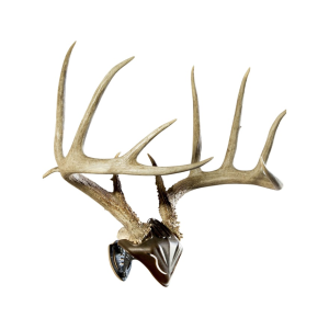 SKULL HOOKER Bone Bracket and Skull Cap Antler Mounting Kit