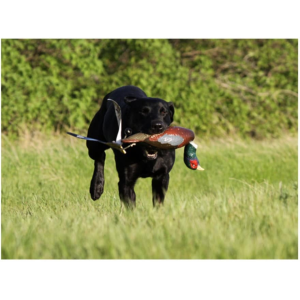 Avery EZ Bird Pheasant Dog Training Dummy - Avery