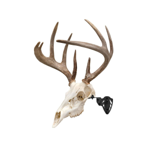 Allen EZ Mount Trophy Skull Hanger European Mount Display Black - Allen