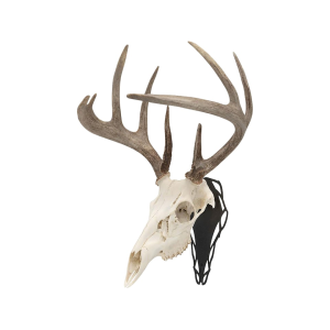 Allen EZ Mount Silhouette Skull Peg European Mount Display - Allen