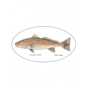Pescador On The Fly Redfish Decal - Redfish - One Size
