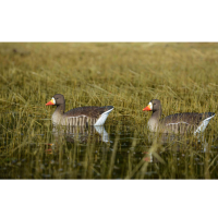 AVERY GHG Pro-Grade FFD Elite Specklebelly Floater Decoys, 4-Pack (71091)