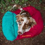 Dog Sleeping Bag