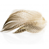 Gadwall Feathers