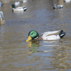 Higdon Outdoors Mallard Battleship Swimmer, Multi-Color Bullet Proof Mallard Drake Species - 54083