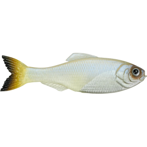 6th Sense Panorama 2.8" Jerkbait Pro Blue - 6Th Sense