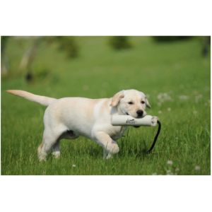Avery 2" HexaBumper Dog Training Dummy White