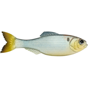 6th Sense Panorama 5" Jerkbait Shad Clone - 6Th Sense