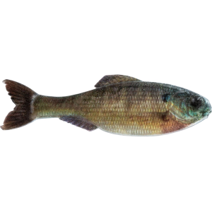 6th Sense Panorama 5" Jerkbait Live Bluegill - 6Th Sense