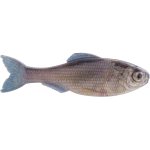 6th Sense Panorama 5" Jerkbait Live Minnow - 6Th Sense