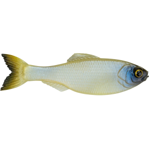 6th Sense Panorama 5" Jerkbait Ghost Bone - 6Th Sense