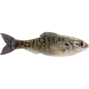 6th Sense Panorama 5" Jerkbait Live Crappie - 6Th Sense